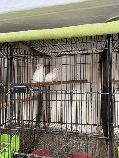 Love bird white and fishry adults pair