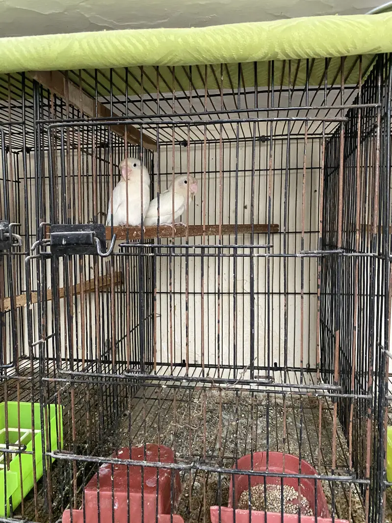 Love bird white and fishry adults pair — photo 2