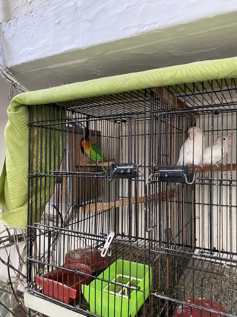 Love bird white and fishry adults pair — photo 3