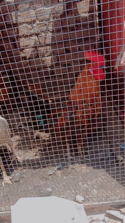 Healthy Desi Murgy & Murgiyan for Sale