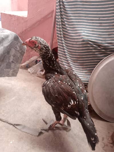 aseel hen for sale