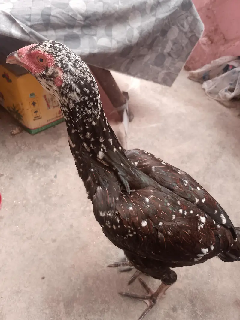 aseel hen for sale — photo 2