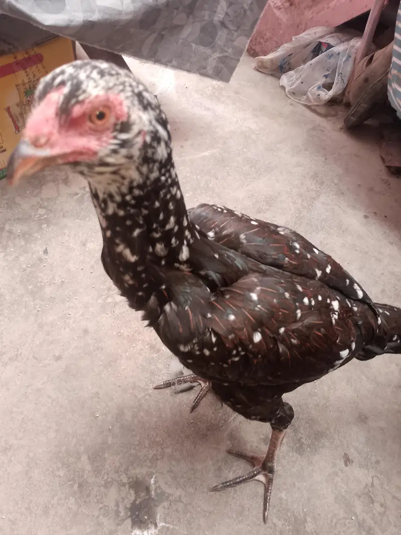 aseel hen for sale — photo 3