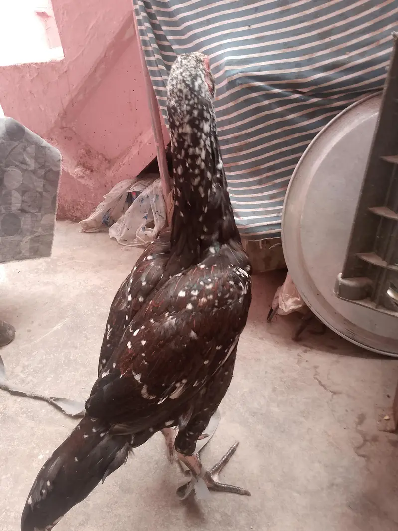 aseel hen for sale — photo 4