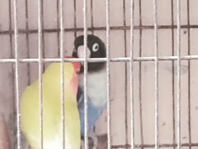 lovebirds breeding pairs with chicks