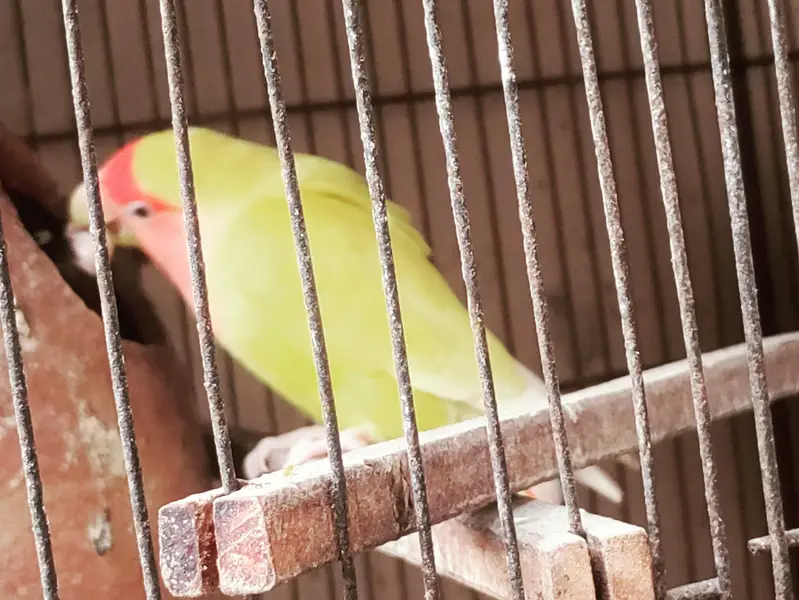 lovebirds breeding pairs with chicks — photo 2