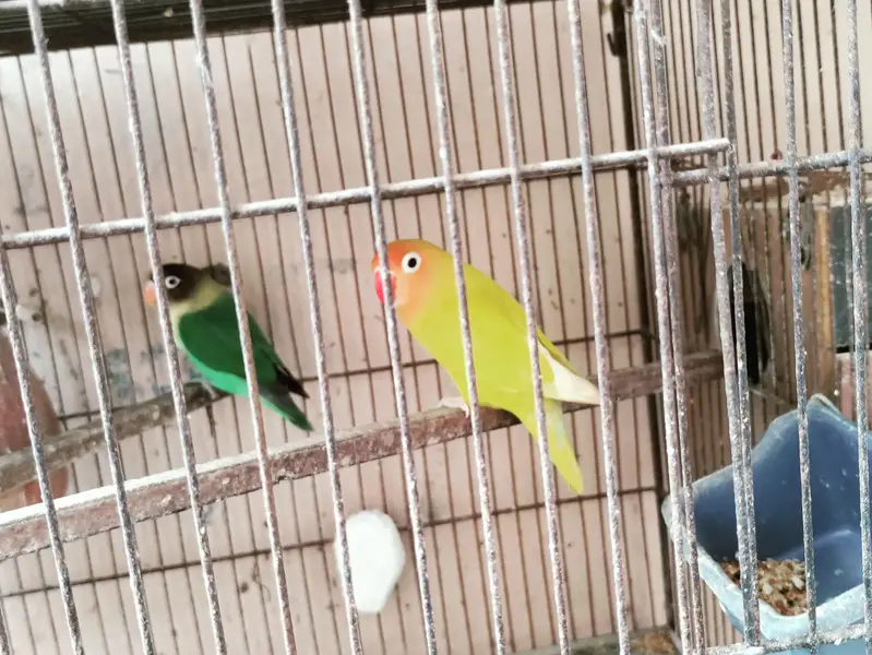 lovebirds breeding pairs with chicks — photo 3