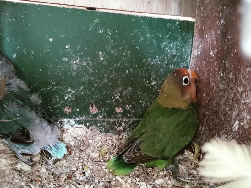 lovebirds breeding pairs with chicks — photo 4