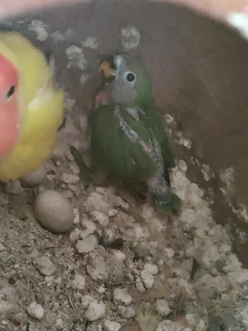 lovebirds breeding pairs with chicks — photo 5