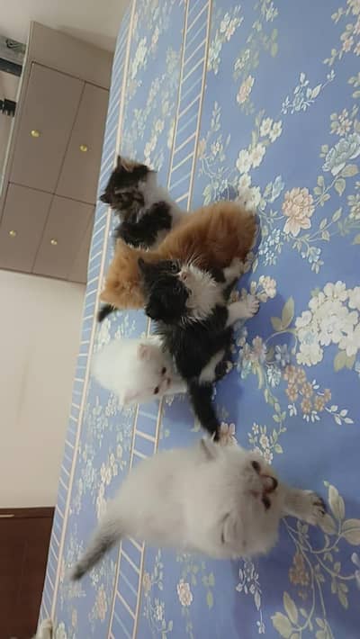 Persian Kittens for Sale (03346068618)