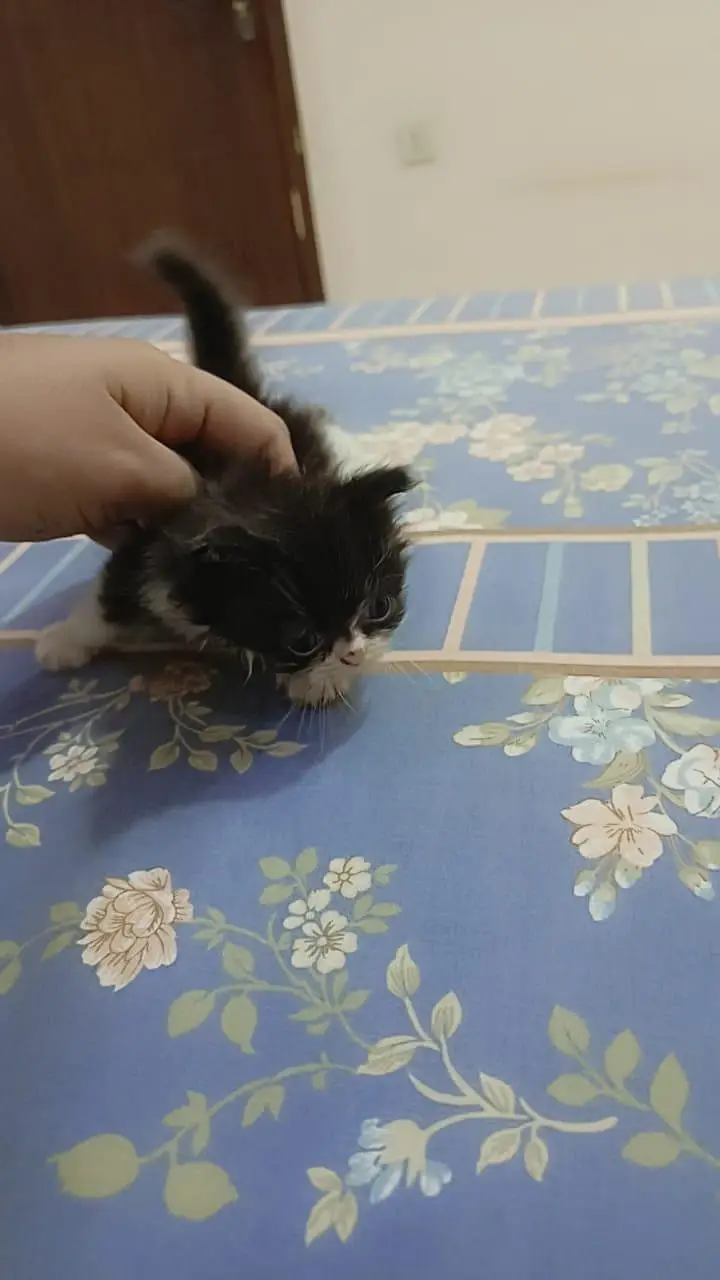 Persian Kittens for Sale (03346068618) — photo 2