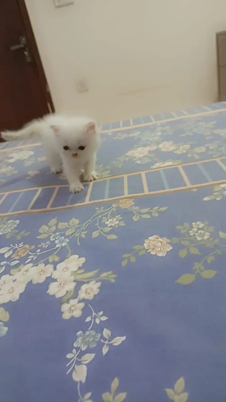Persian Kittens for Sale (03346068618) — photo 3