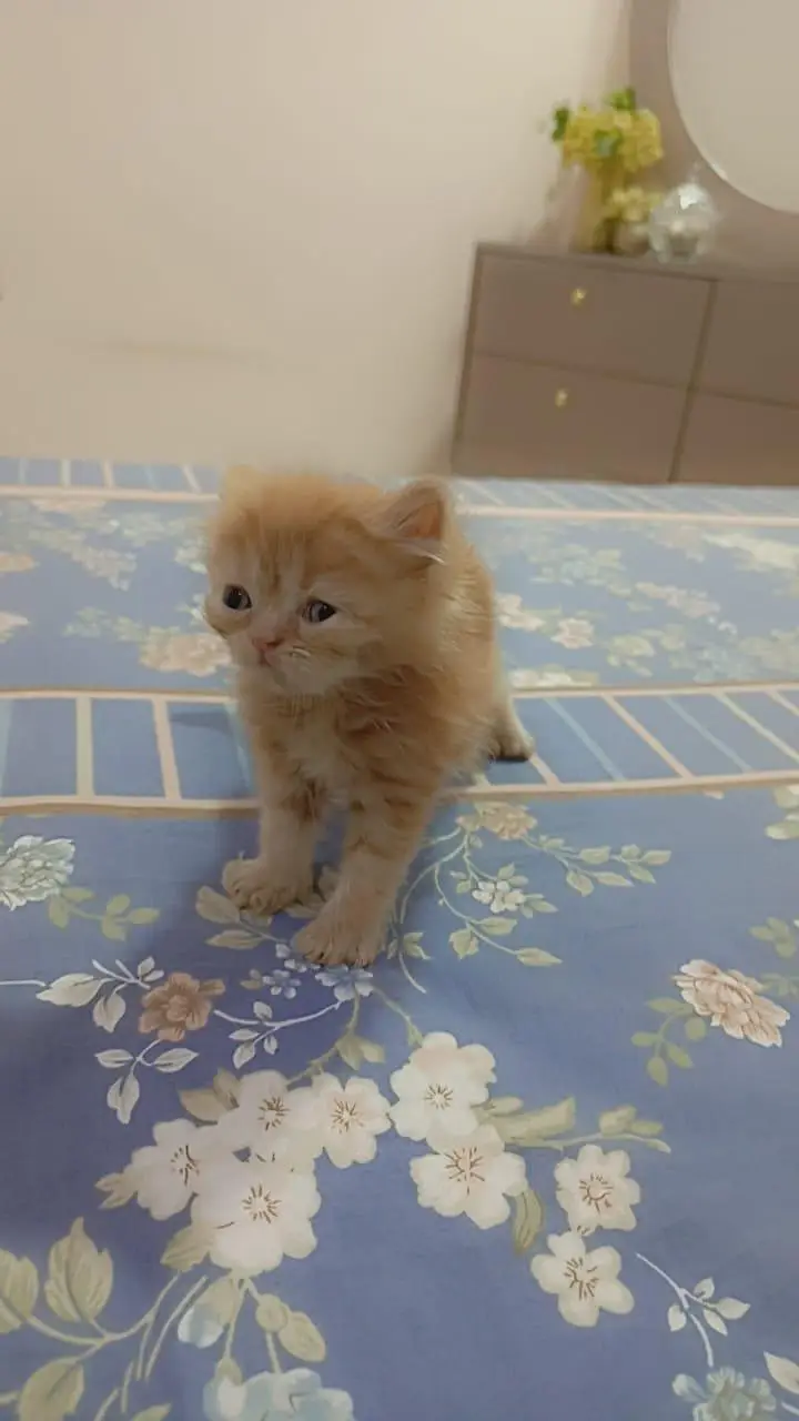 Persian Kittens for Sale (03346068618) — photo 4
