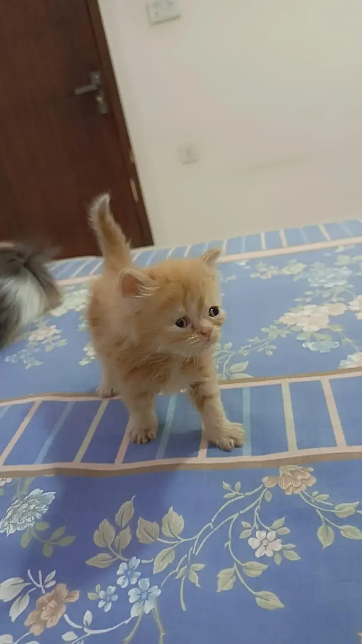 Persian Kittens for Sale (03346068618) — photo 5