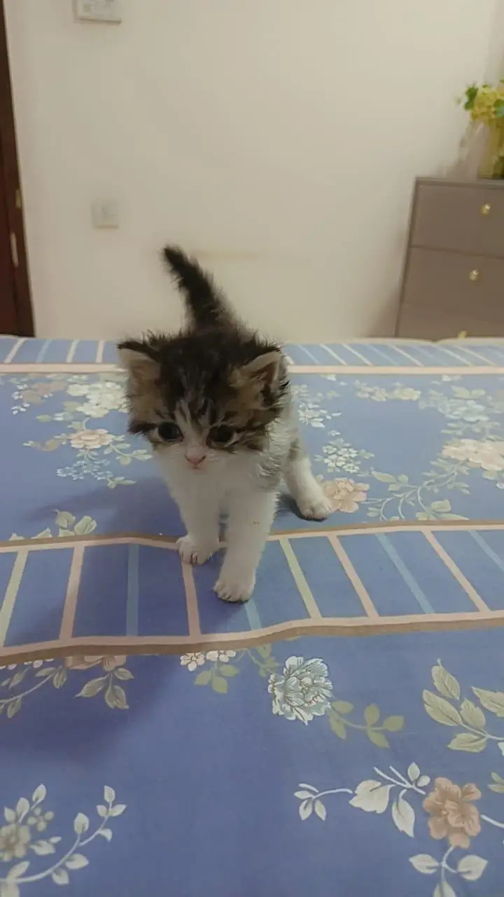 Persian Kittens for Sale (03346068618) — photo 6