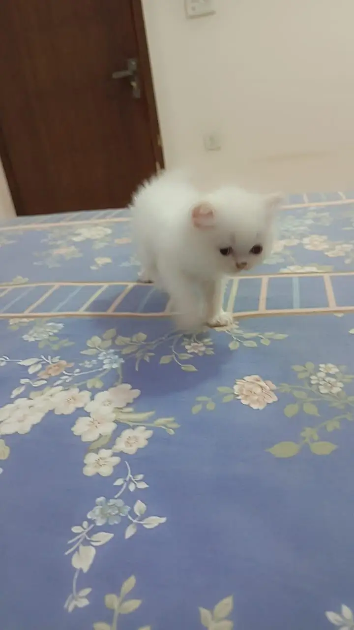 Persian Kittens for Sale (03346068618) — photo 7