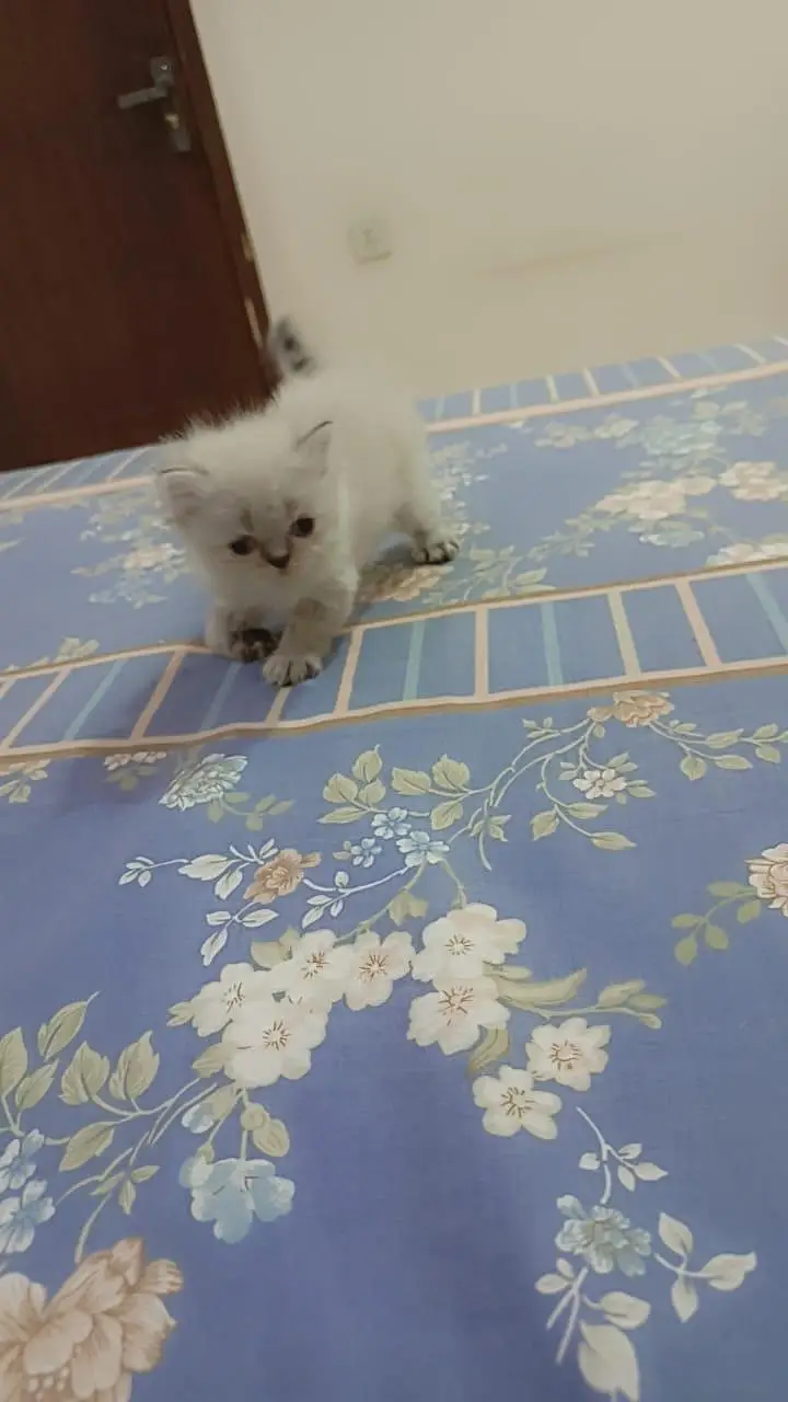 Persian Kittens for Sale (03346068618) — photo 8