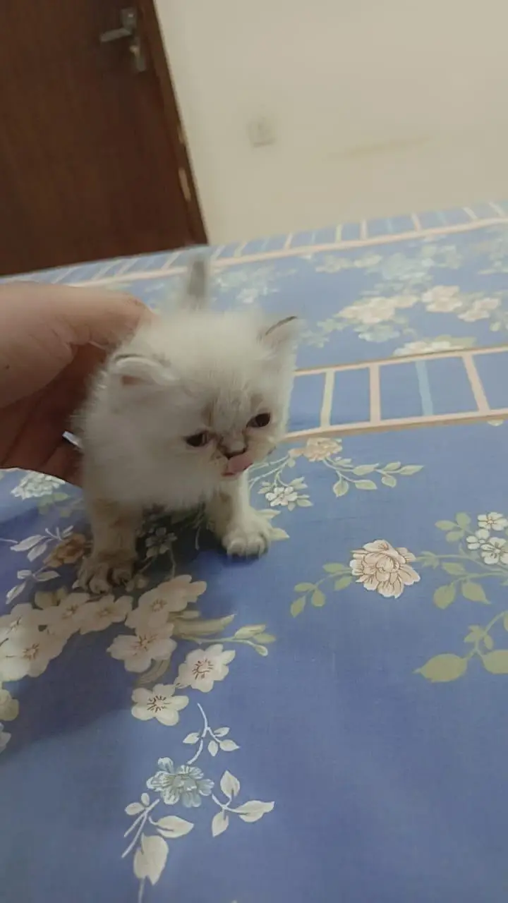 Persian Kittens for Sale (03346068618) — photo 9