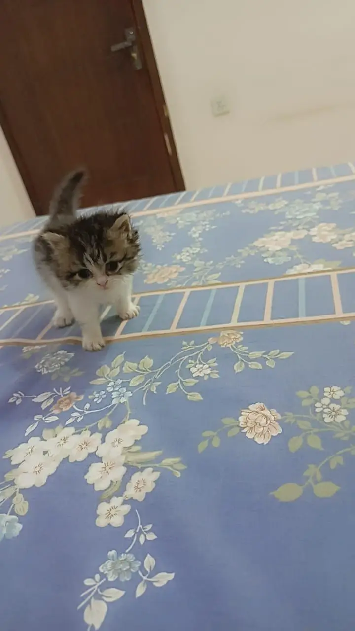 Persian Kittens for Sale (03346068618) — photo 10