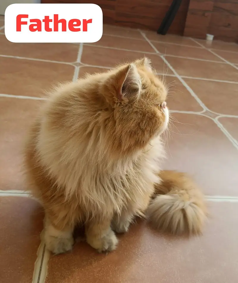 Persian Kittens for Sale (03346068618) — photo 11