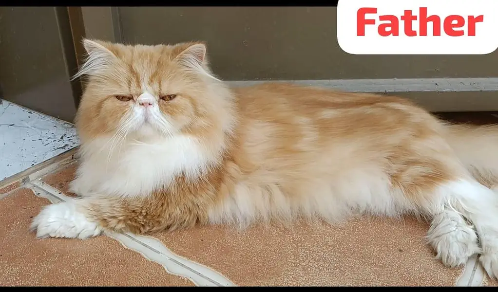 Persian Kittens for Sale (03346068618) — photo 12