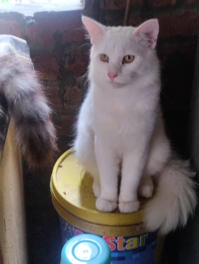 cute cats with beautiful hairs