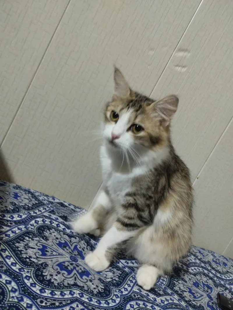 cute cats with beautiful hairs — photo 2