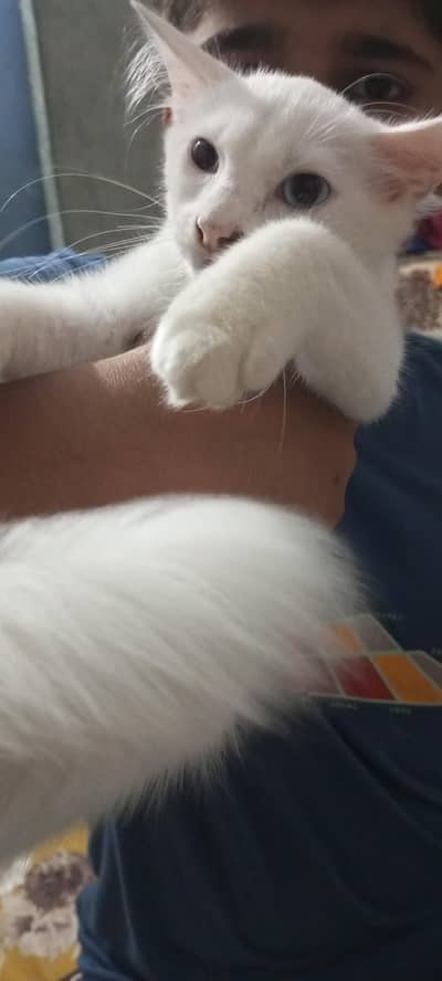 white Turkish van breed