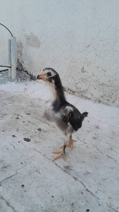 MASHALLAH high quality chicks