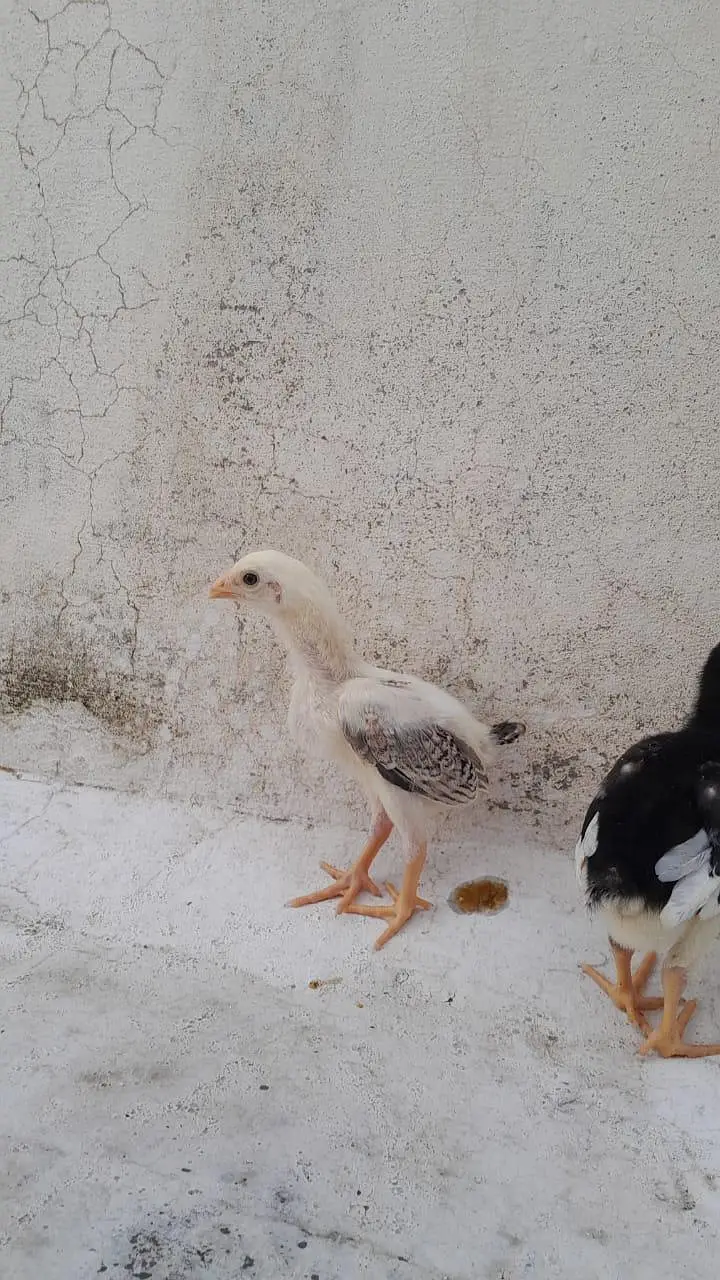 MASHALLAH high quality chicks — photo 6