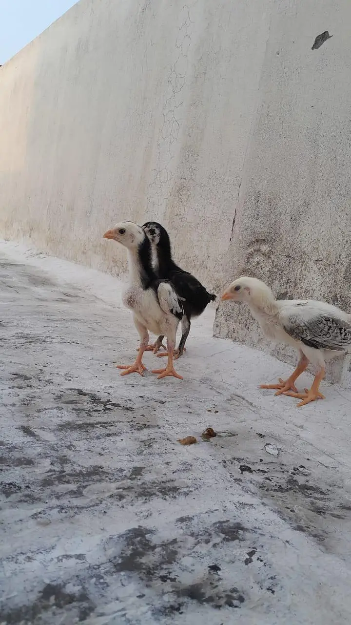MASHALLAH high quality chicks — photo 7
