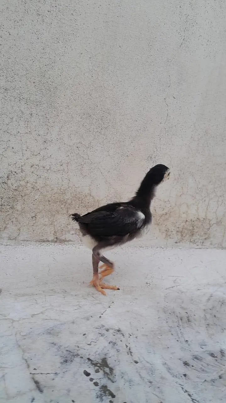 MASHALLAH high quality chicks — photo 10