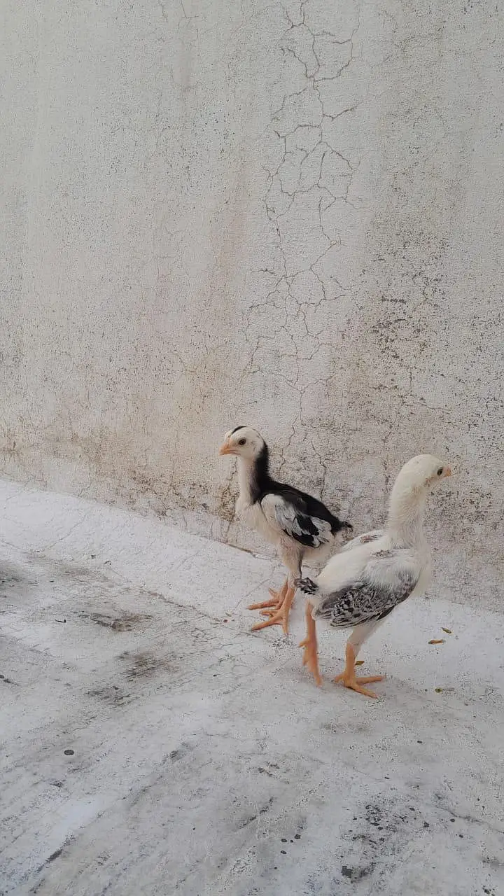 MASHALLAH high quality chicks — photo 11