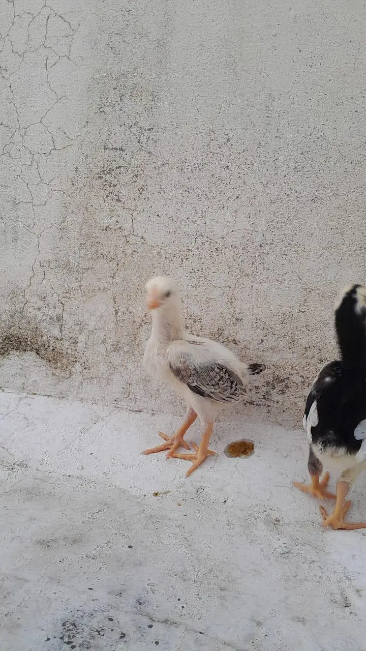 MASHALLAH high quality chicks — photo 12