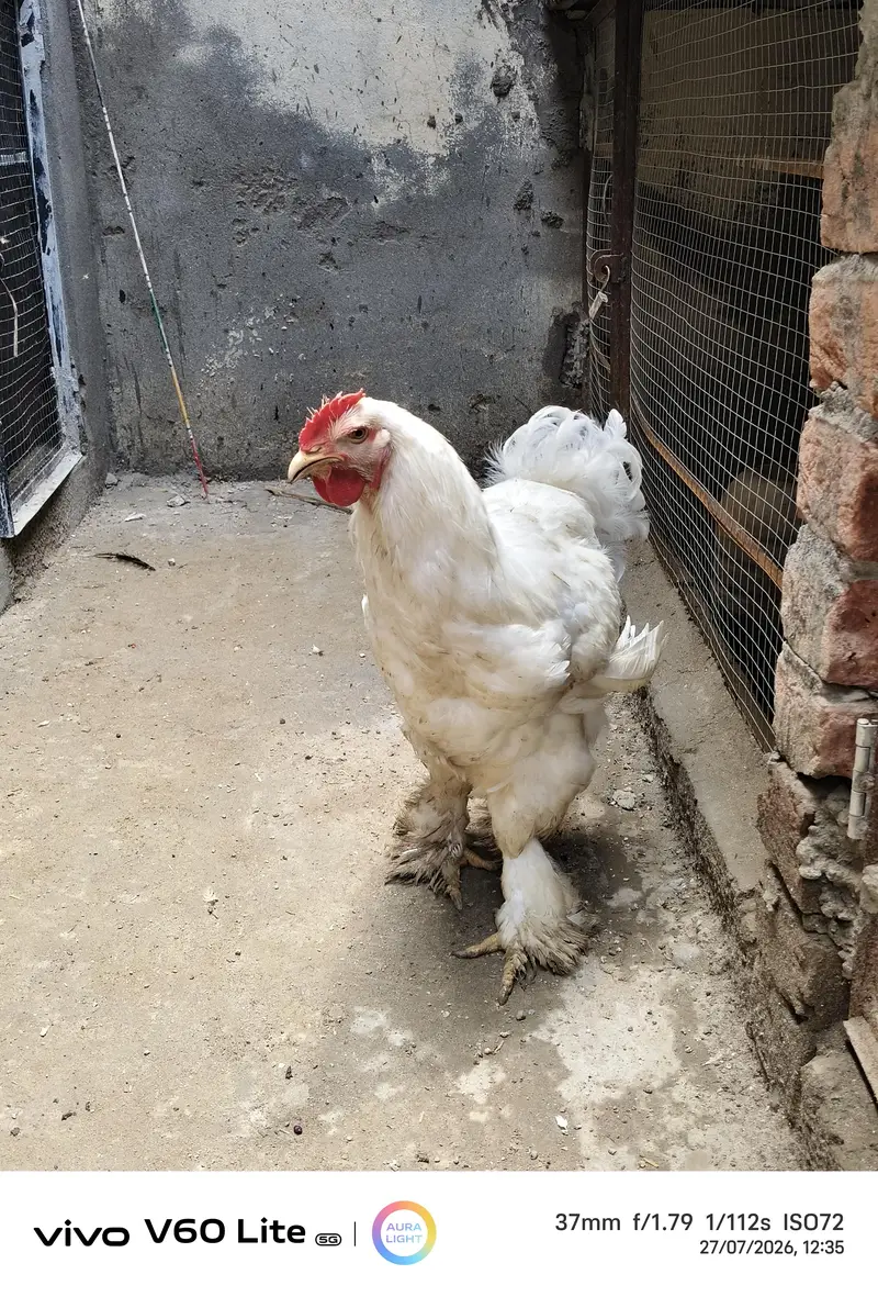 White heavy chochine — photo 2