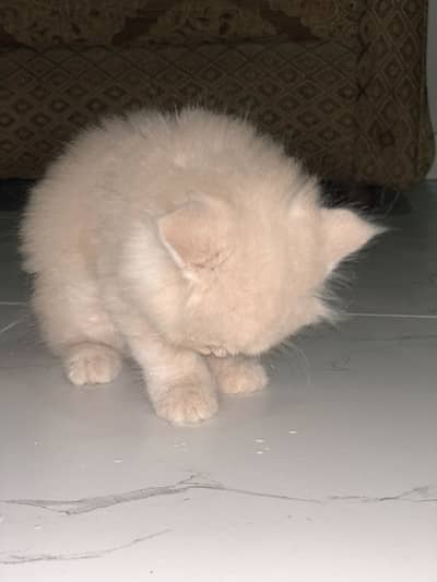 Sale. cat