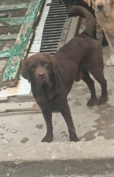 Labra Kcp pedigree male stud available