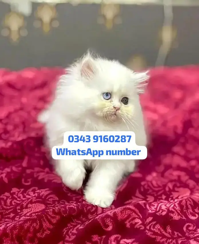 ( Persian Female Kitten ) For sale Contact WhatsApp — photo 2
