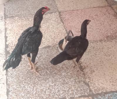 lasini Aseel pair