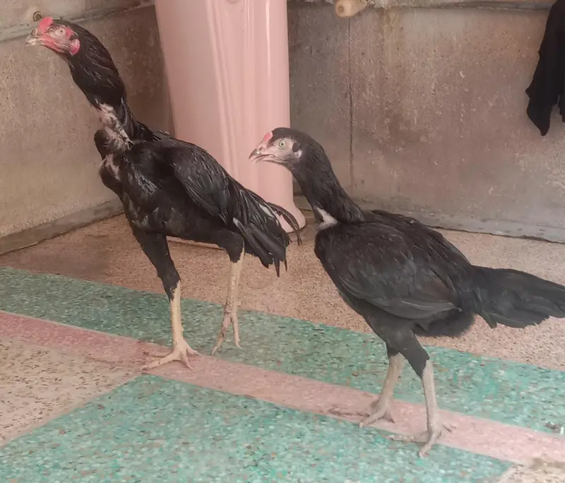lasini Aseel pair and makkhi aseel pair — photo 2