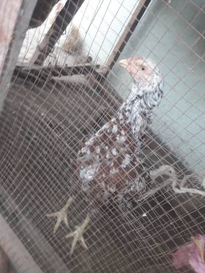 Aseel Hen Good healthy Cheap Price for sale