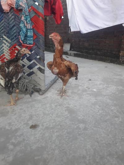 Aseel Hen Good healthy Cheap Price for sale