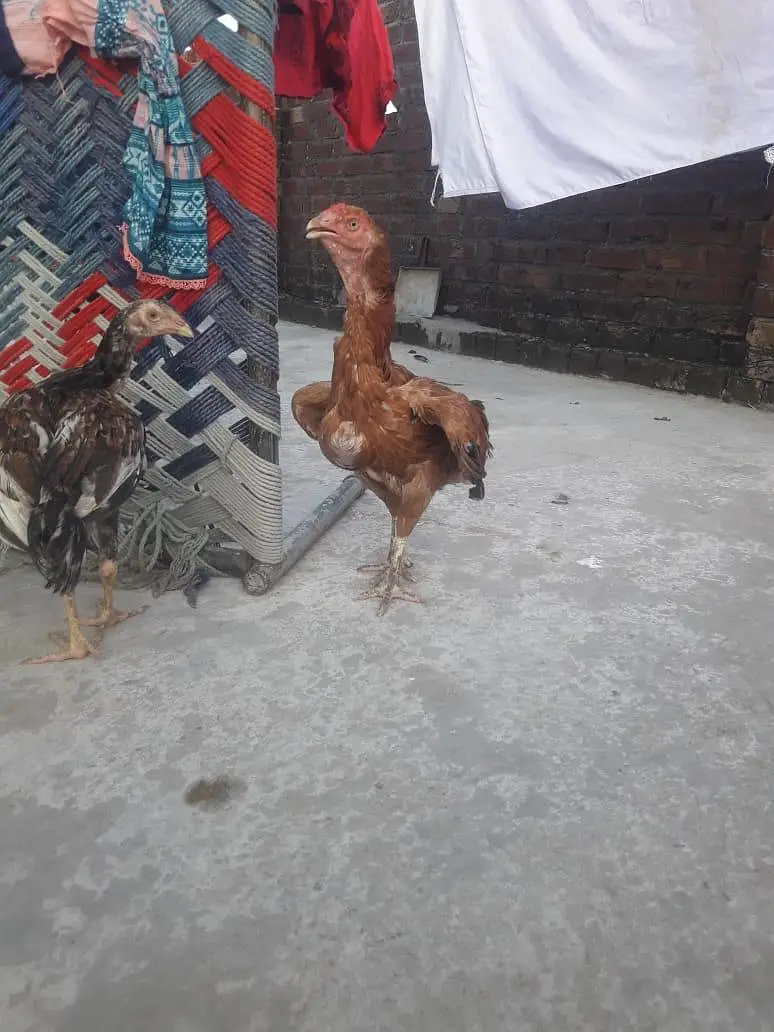 Aseel Hen Good healthy Cheap Price for sale — photo 2