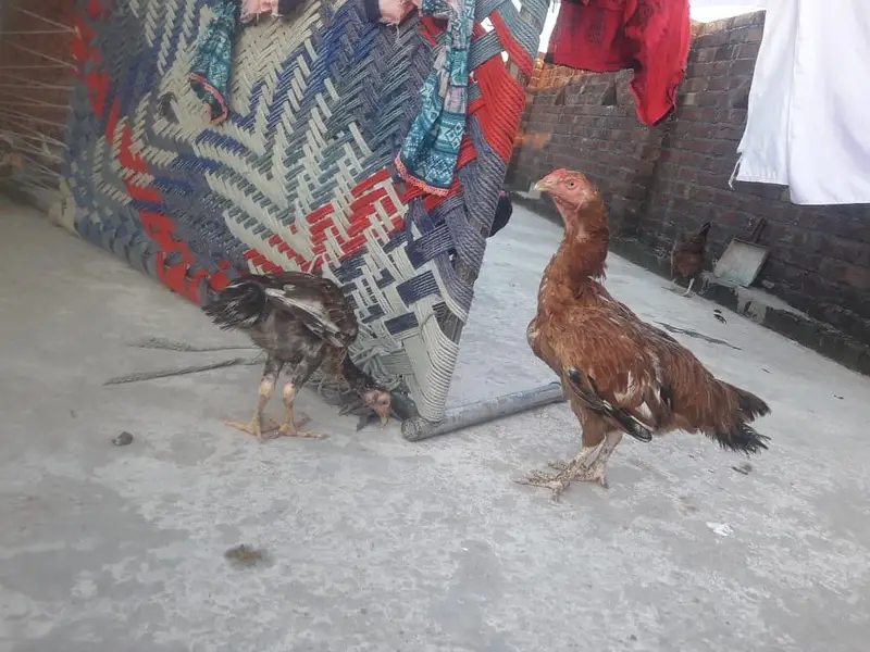 Aseel Hen Good healthy Cheap Price for sale — photo 3