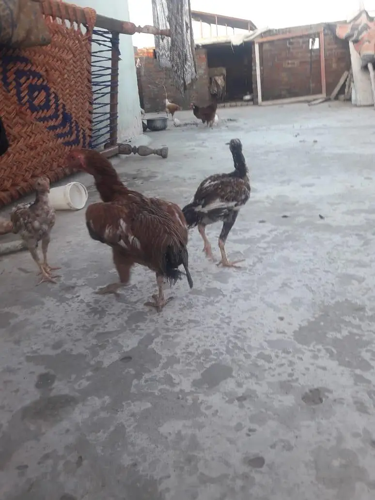 Aseel Hen Good healthy Cheap Price for sale — photo 4