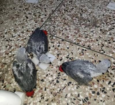 African grey parrot for sale 0309/1041/436