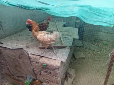 Desi hens