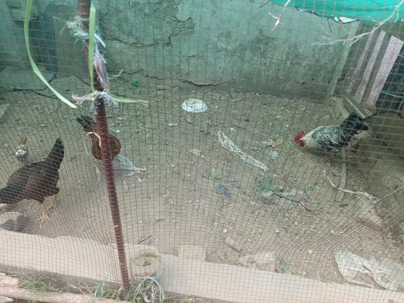 Desi hens — photo 2