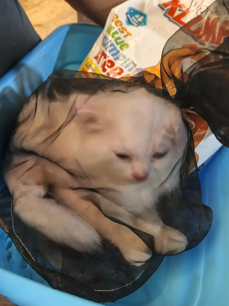 Persian Kitten urgent sale 03074339118 — photo 2
