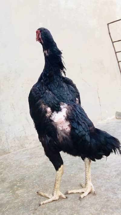Shamo aseel murgi